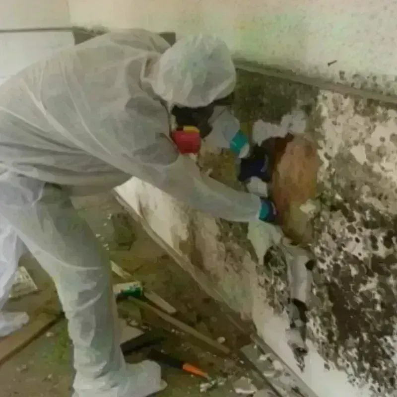 Mold Remediation and Removal in Syracuse, NY